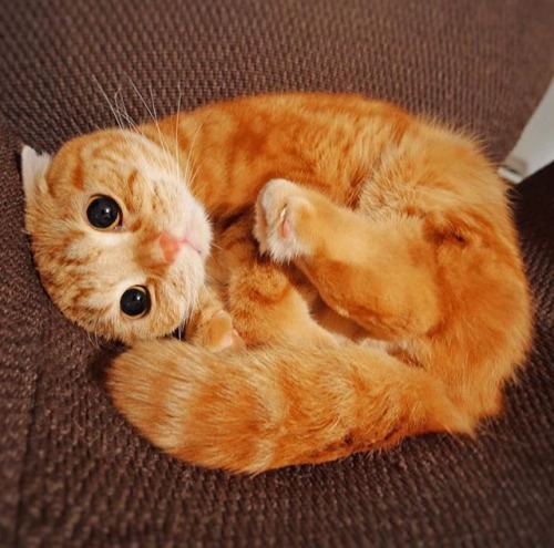 awwww-cute:  “Why won’t you give me any? :c” (Source: http://ift.tt/2jEm71d)