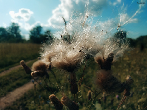 - / (.Cirsium Arvense) . 24. Airy Autumn Fluffy Seeds Of Thistle/Pink Sow Thistle (lat. Cirsium Arvense)