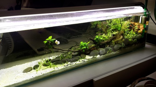 artintheart:feesh tank is lookin good! the lillys are finally getting bigger! I cant wait for the pl