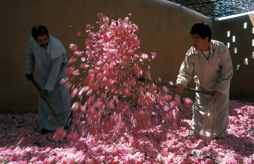 morobook:Morocco.El Kelaa.Valley of Rose.1981