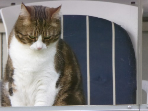 thette: (45/365) It’s Caturday! Pensive cat is pensive.