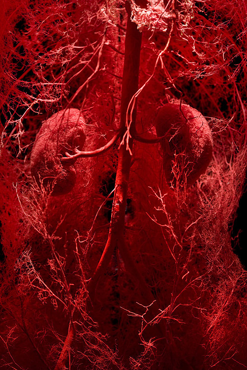 rejectionofmediocrity:   The New Cruelty - James Bareham &ldquo;…a series of