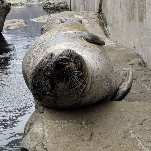 neaq:#TFW it’s #SharkWeek, but you live safe and sound in the New England Aquarium and don&rsq