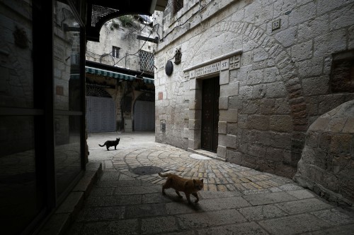 killing-the-prophet: Cats walk near one of the stations of the cross along the Via Dolorosa, in Jeru