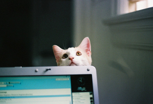 tumblr photo i-dont-need-your-bullshit 0