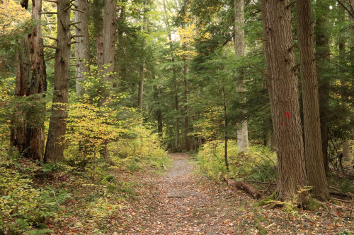 vandaliatraveler:Cathedral State Park protects one of a handful of virgin hemlock forests remaining 