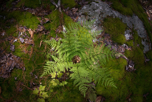 I spent Memorial Day Weekend camping and crafting in the Pennsylvania Wilderness with four of my clo