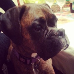 A Very Serious Easter With Darla #Dogsofinstagram #Boxersofinstagram