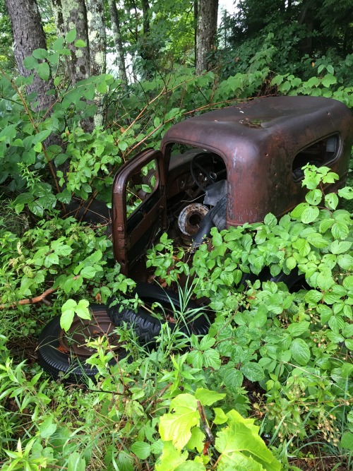 nature is reclaiming circa 50′s farm truck