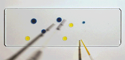 itscolossal:WATCH: Dancing Droplets: Researchers Solve the Strange Puzzle of Attraction Found in Drops of Food Coloring [video]