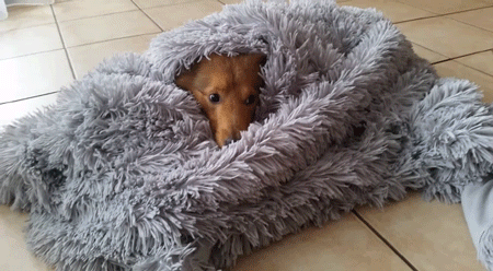 doggosource:hiding from responsibilities like