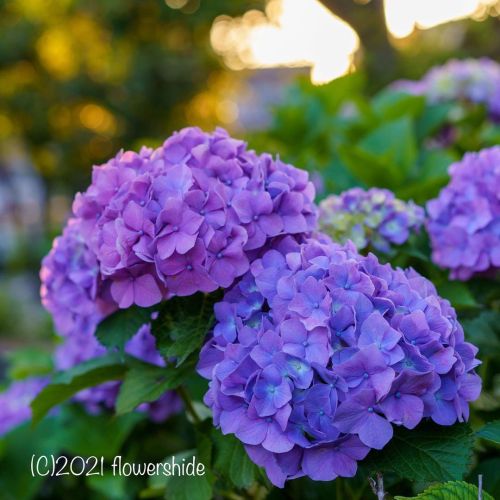 #flowers #flower #flowerlovers #花 #花が好きな人と繋がりたい #花好きな人と繋がりたい #写真好きな人と繋がりたい #beautifulflowers #su