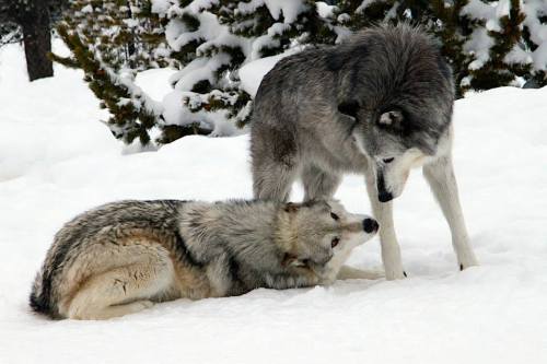 solarpillar:sisterofthewolves:Picture by Jean BjerkeI’ve seen catloaf and birdloaf but this is my fi