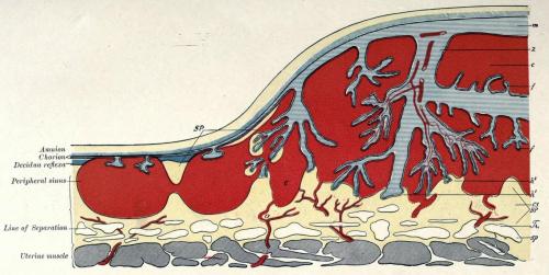 biomedicalephemera:Top: Uterine lining at 5 1/2 months, displaying thin maternal separation from fet