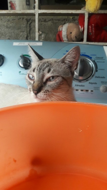 suntiny:My cat find new bed, the washing machine