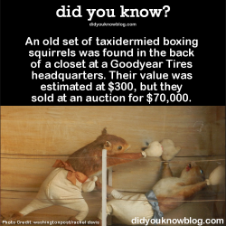 did-you-kno:  An old set of taxidermied boxing