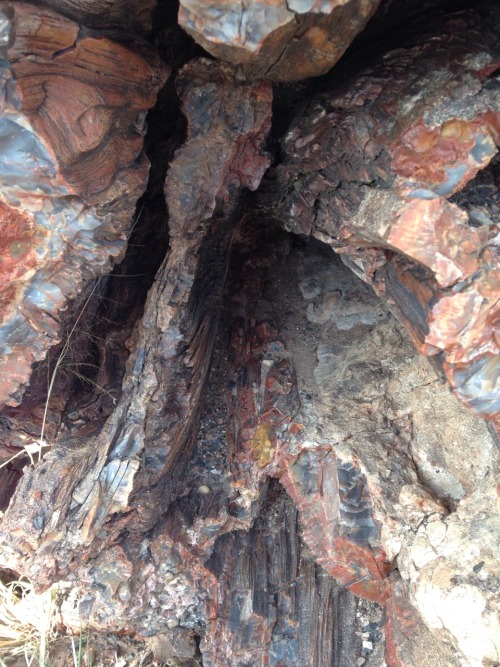 starcunning:Today we went to the Petrified Forest!(1/3—petrified wood)