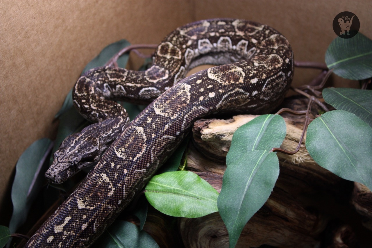 Boa constrictor occidentalis - Wikipedia