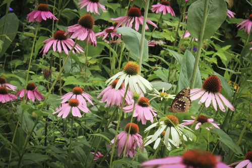 gardenmuse: Early July brings lots of color to the woodland meadow garden.  There has been an e