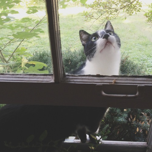 velorums:  kitten is v confused by the concept of window
