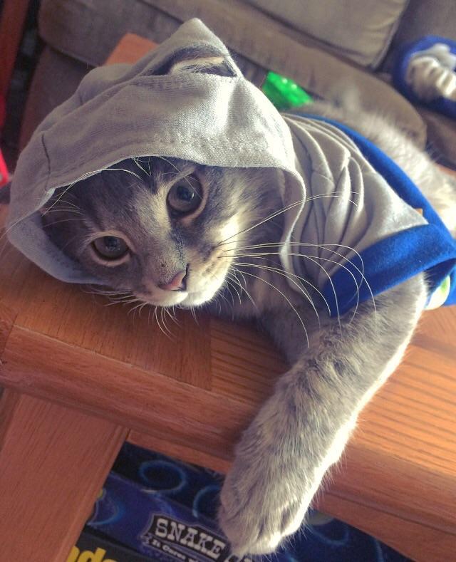 awwww-cute:  I found a Build-A-Bear hoodie while cleaning, and it fits Tad Cooper