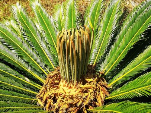 photogalery66:Cycas revoluta