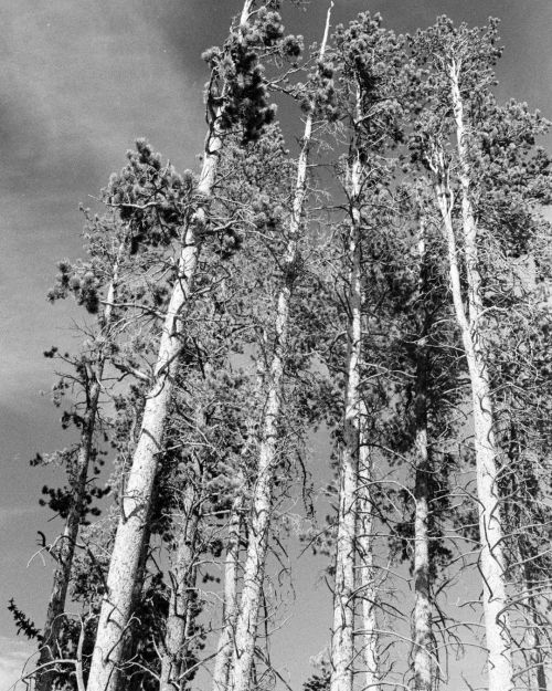 Rocky Mountain National Park. Nikon FM 35mm F2.8 on Ilford HP5. (at Rocky Mountain National Park) ht