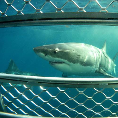 It is not unusual to have more than one Great White Shark swimming around whilst inside our cage. Th