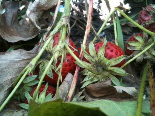 Shots from the garden today; strawberries, raspberries and apples! Some are ready for picking (and s