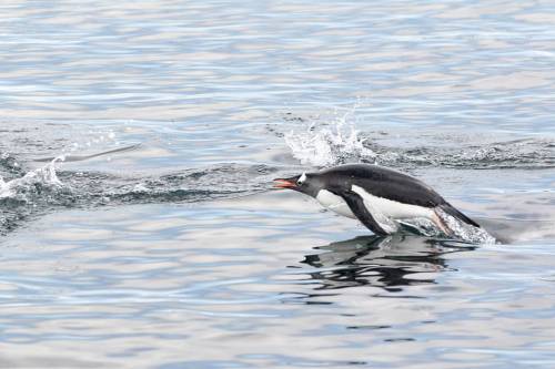 As far as photographing #birdsinflight goes, penguins are the hardest out there