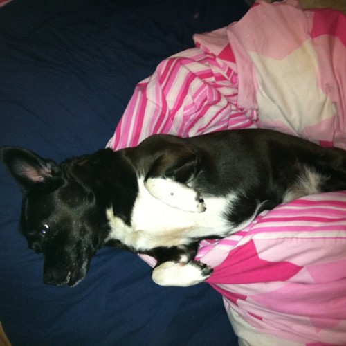 Sleeps like an upturned lady #daisy #dog #dogs #dogsofinstagram #instadog #blackdogs #pomeranian #jr