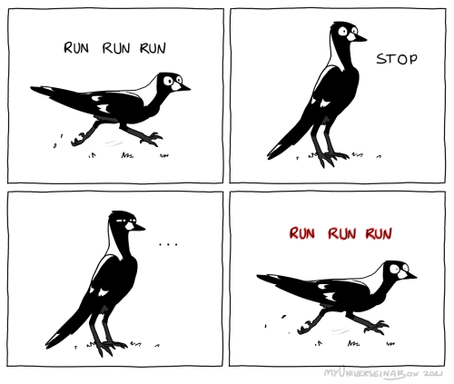 myuniverseinabox:  Okay but magpies when they do this