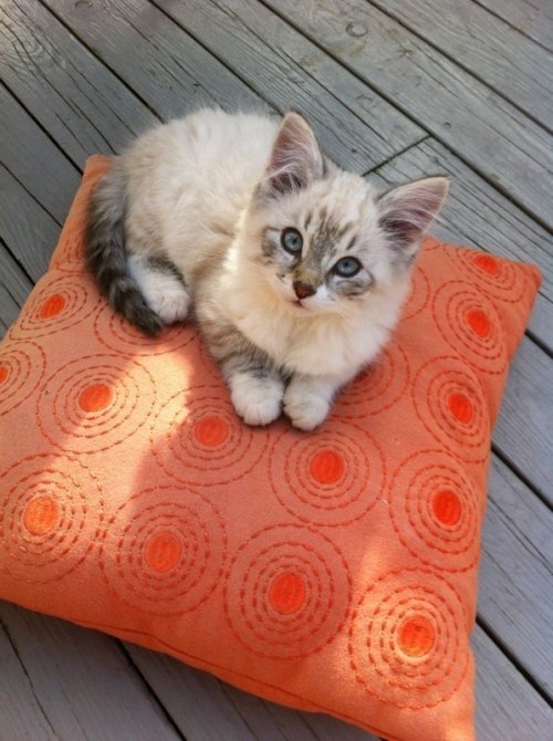 the-bookshelf-at-the-end: books-and-cookies: trencher-shadowhunter: buzzfeed: Here are 39 kittens to