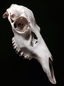 roadkillandcrows:  Red deer hind skull. 