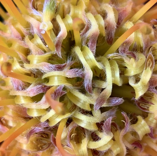 Pincushion-Protea Detail, NYC by Liza Charlesworth