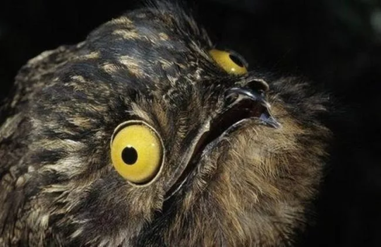 silverhawk:  silverhawk:  HEY HEY guys look at this fucking birdthis bird is called the potoo and despite its weird appearanceIT CAMOUFLAGES SUPER WELL???pls give this underappreciated bird species some notice bc damn no one knows how COOL these birds