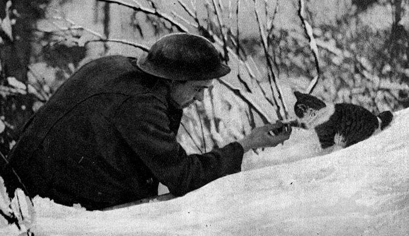  Cats at War Historical photos of cats and kittens in war settings.  A little tenderness