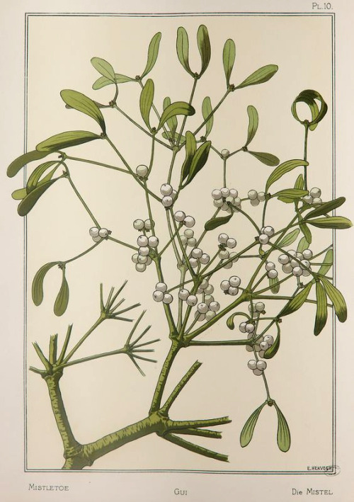 ccadrarebooks - Mistletoe for your Solstice party! From Eugène...