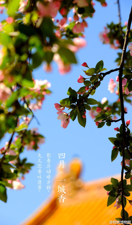 April, spring, chinese small apple blossoms, the Forbidden City. By 故宫博物院.