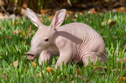 aardvark