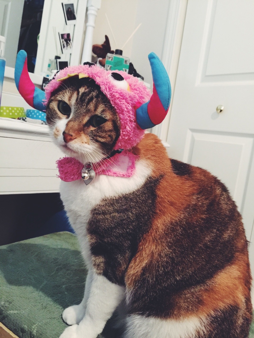 rightandreal:  The monsters turned out to be just…my cat 😸
