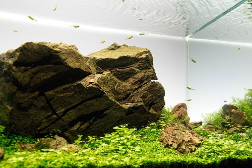 Histoire discrète I Floraquatic