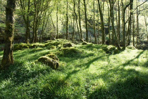 vickylikescats:Gotta love Scotland! Some photos from when I walked the West Highland way Last year! 