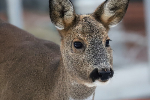 Roe deer/rådjur. 