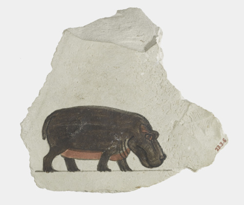 centuriespast: Artist’s Painting of a Hippopotamus Period: New Kingdom Dynasty: Dynasty 18 Rei