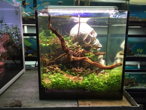 thesecretlifeofshrimp:Some pics from Pacific Aquarium and Plant Inc, in chinatown in NYC that I took