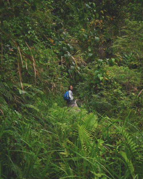 thethinbluelight:  Jungle deep .#traverse #travel #destinations #jungle #nature #green #beautiful #b