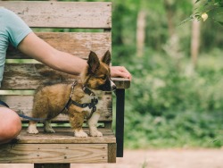 handsomedogs:   Obie / / Alexa Lindh 