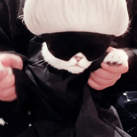 Gojo Cat