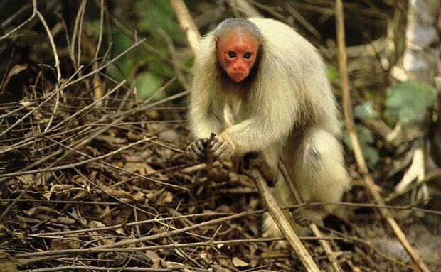 File:Usina Macaco Branco - 2011-09-11 - Isack - panoramio (1).jpg -  Wikimedia Commons